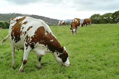 Hafod – Farm Visit on Film 2012