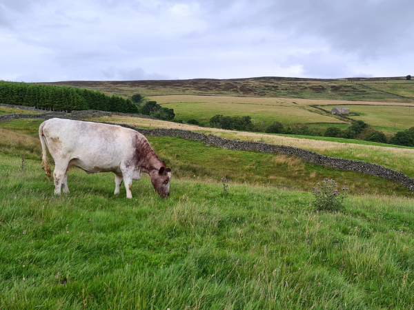 Biodiversity with Andrew Hattan of Stonebeck Wensleydale