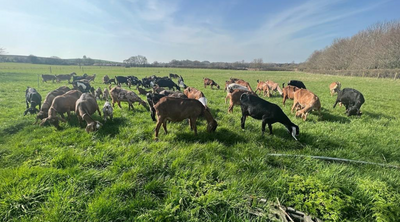 Animal Welfare with Rachel Yarrow of Norton & Yarrow Cheese (Sinodun Hill, Brightwell Ash)