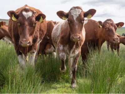 A virtual farm visit: Stonebeck Wensleydale