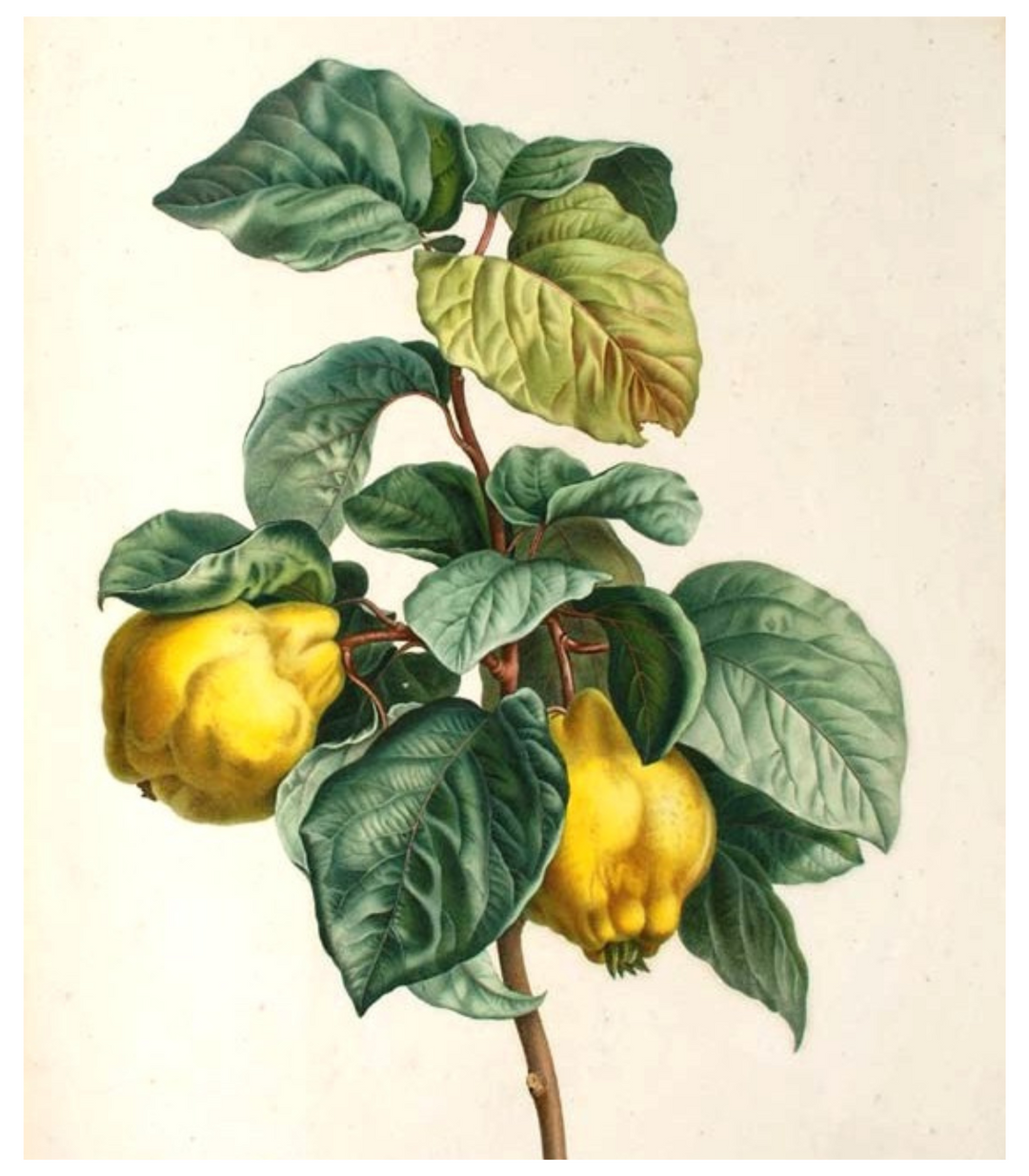 Why our Quince Paste now tastes a little different – and why that matters