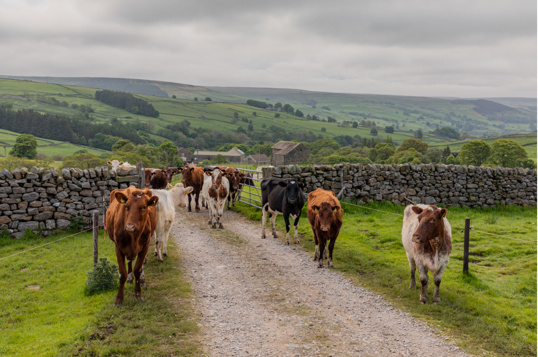Wensleydale: Past, Present & Future Film