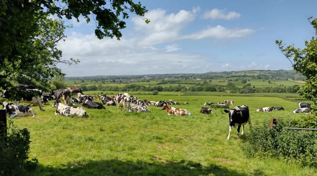 Cows graze in a sunny field at Westcombe Dairy