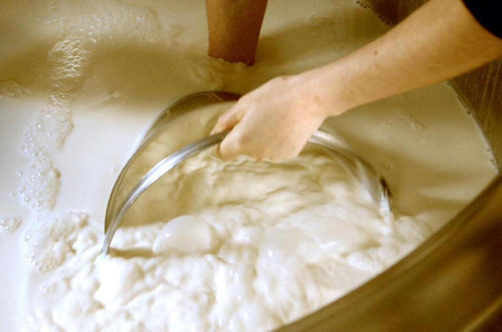 Morning milk in the vat ready to be made into Tymsboro at Sleight Farm, Somerset