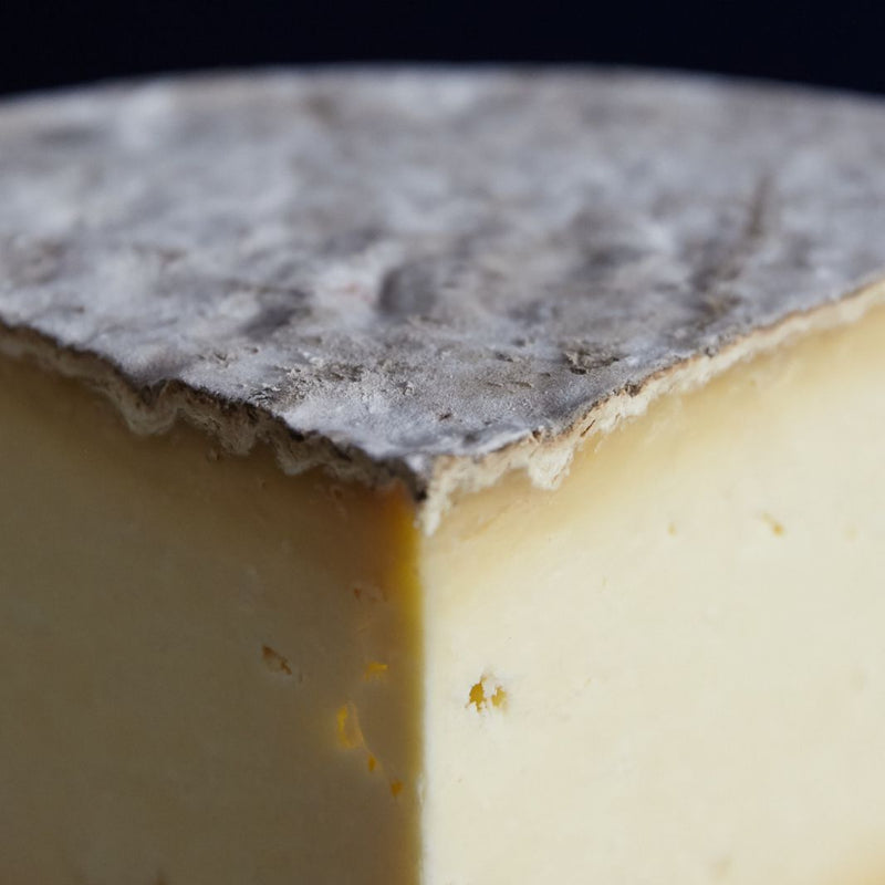 Close up of a cut piece of Gorwydd Caerphilly cheese showing well developed rind and creamy paste