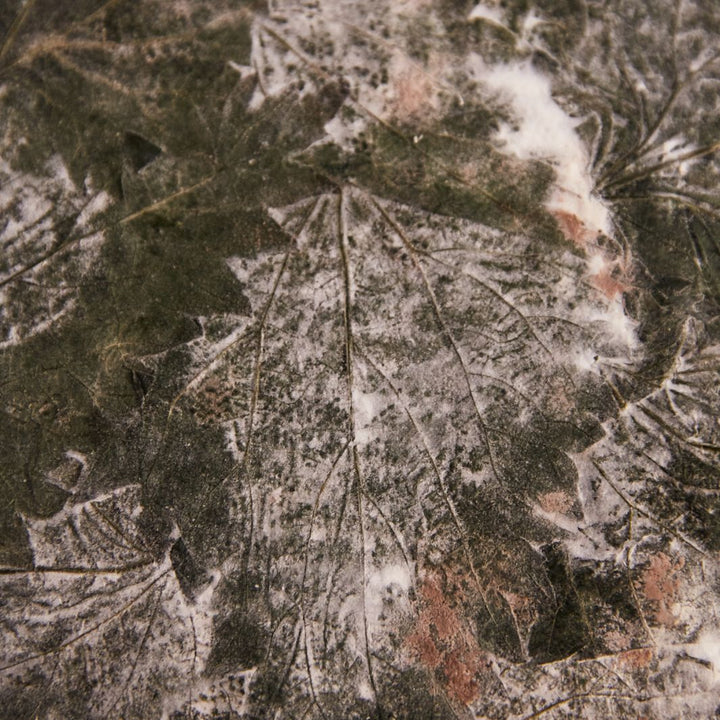 Close up of the mould-flecked green nettle-wrapped rind of a Cornish Yarg cow’s milk cheese