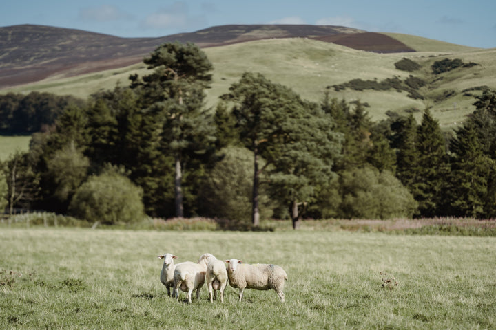 our-work: Lacaune sheep grazing on the farm in South Lanarkshire, at the foot of the Pentland Hills, where Corra Linn cheese is made