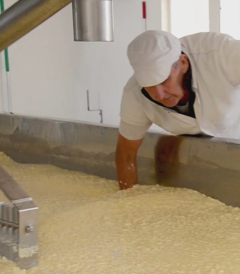Cheesemaker Garry oversees the cutting of the curd in the milk vat.