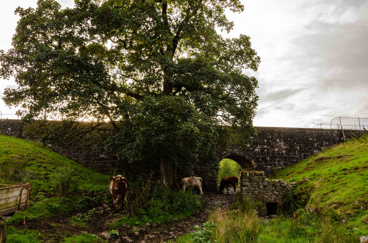 Stonebeck Wensleydale