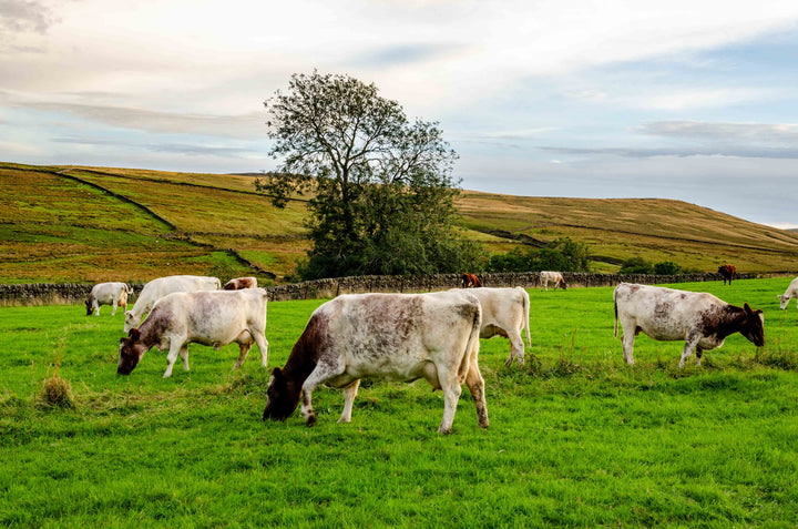 Stonebeck Wensleydale